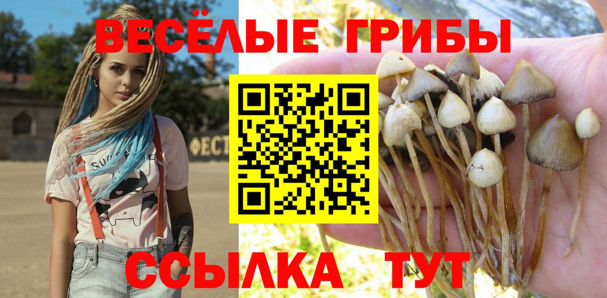Псилоцибиновые грибы Psilocybe Новоалтайск